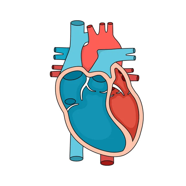 Anatomia cardiaca primo piano. Illustrazione della sezione del cuore umano. — Vettoriale Stock