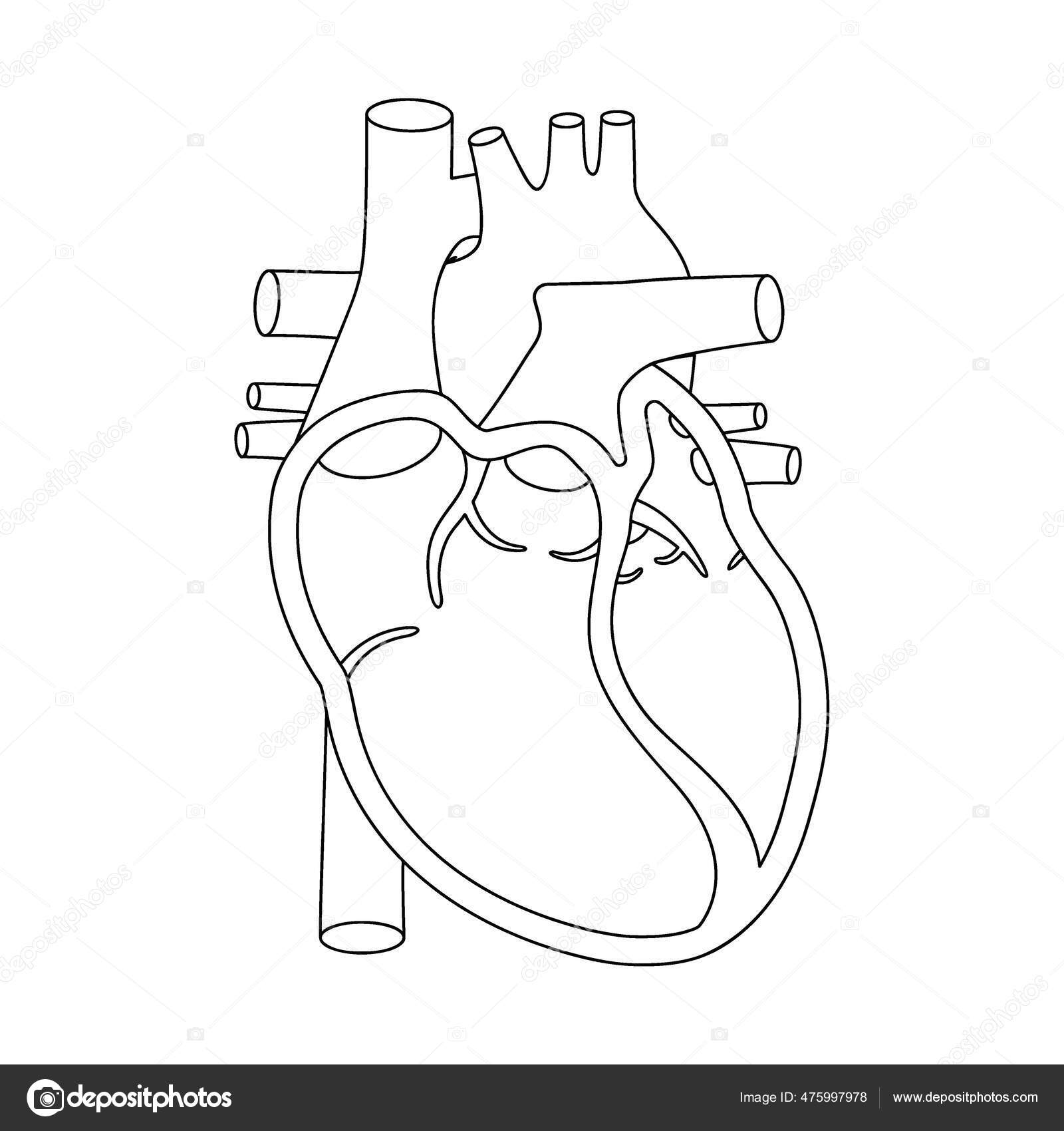 人間のハートイラスト。断面図で解剖学的に正しい心臓. — ストックベクター ©lifeking83 475997978