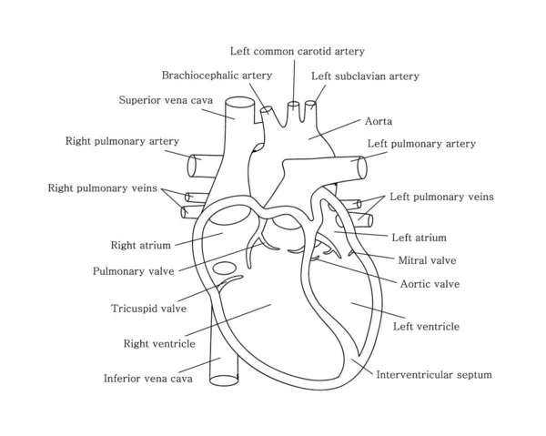 Sistema cardíaco humano con descripciones. Diagrama educativo con sección transversal del corazón humano. — Archivo Imágenes Vectoriales