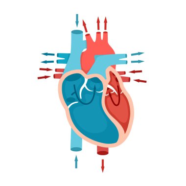 Kan akışı olan insan kalbi anatomisi. Kalbe kan dolaşımı. Kardiyoloji kavramı.