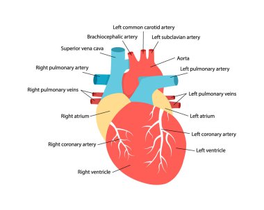 Kalp anatomisi ve tarifler. İnsan iç organı çizimi ile eğitici diyagram.