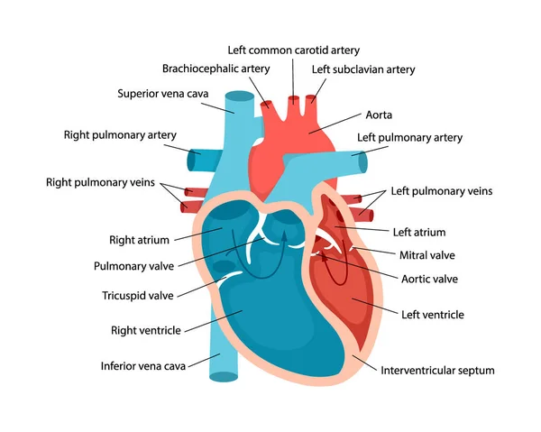 Heart anatomy close-up with descriptions. Educational diagram with human heart cross-section illustration. — Vetor de Stock