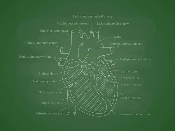 İnsan kardiyak sistemi ve tarifleri. İnsan kalbi enine kesitli eğitici diyagram. — Stok Vektör