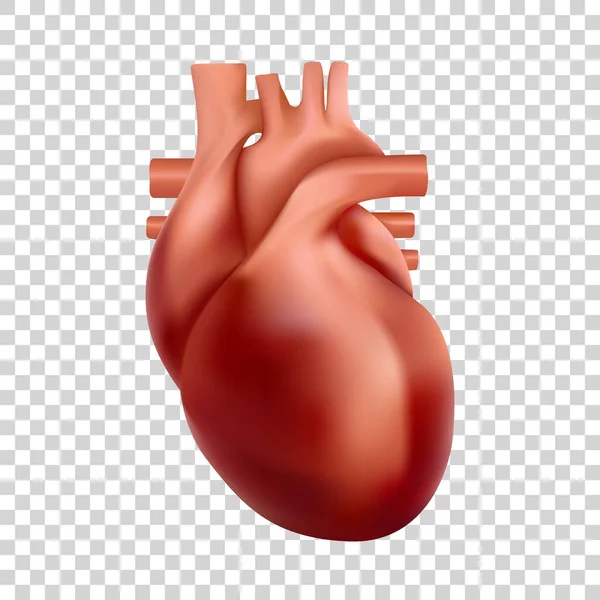 İnsan kalbi çizimi. 3D gerçekçi kalp anatomisi — Stok Vektör