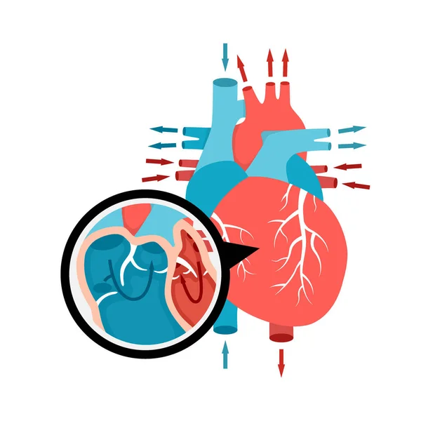 Fechar a circulação sanguínea no coração. Anatomia do coração humano com fluxo sanguíneo. Ilustração de órgãos internos humanos. —  Vetores de Stock