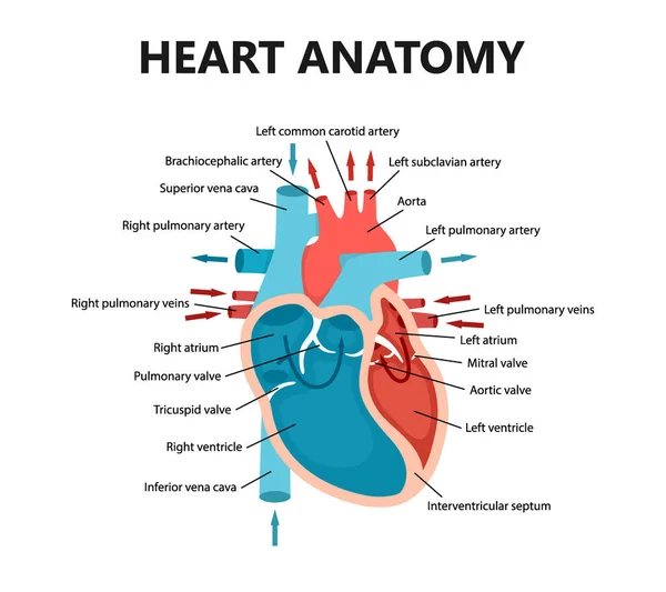 Diagrama del flujo sanguíneo del corazón de cerca. Concepto de cardiología. Diagrama educativo con sección transversal del corazón humano. — Archivo Imágenes Vectoriales