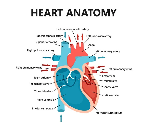 A szív véráramlásának diagramja közelről. Kardiológiai fogalom. Oktatási diagram az emberi szív keresztmetszetével. — Stock Vector