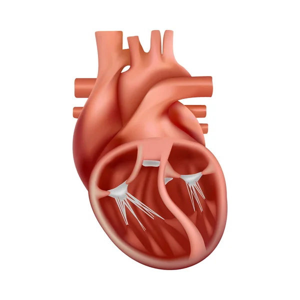 人类心脏的3D解剖。解剖学上正确的现实心脏 — 图库矢量图片