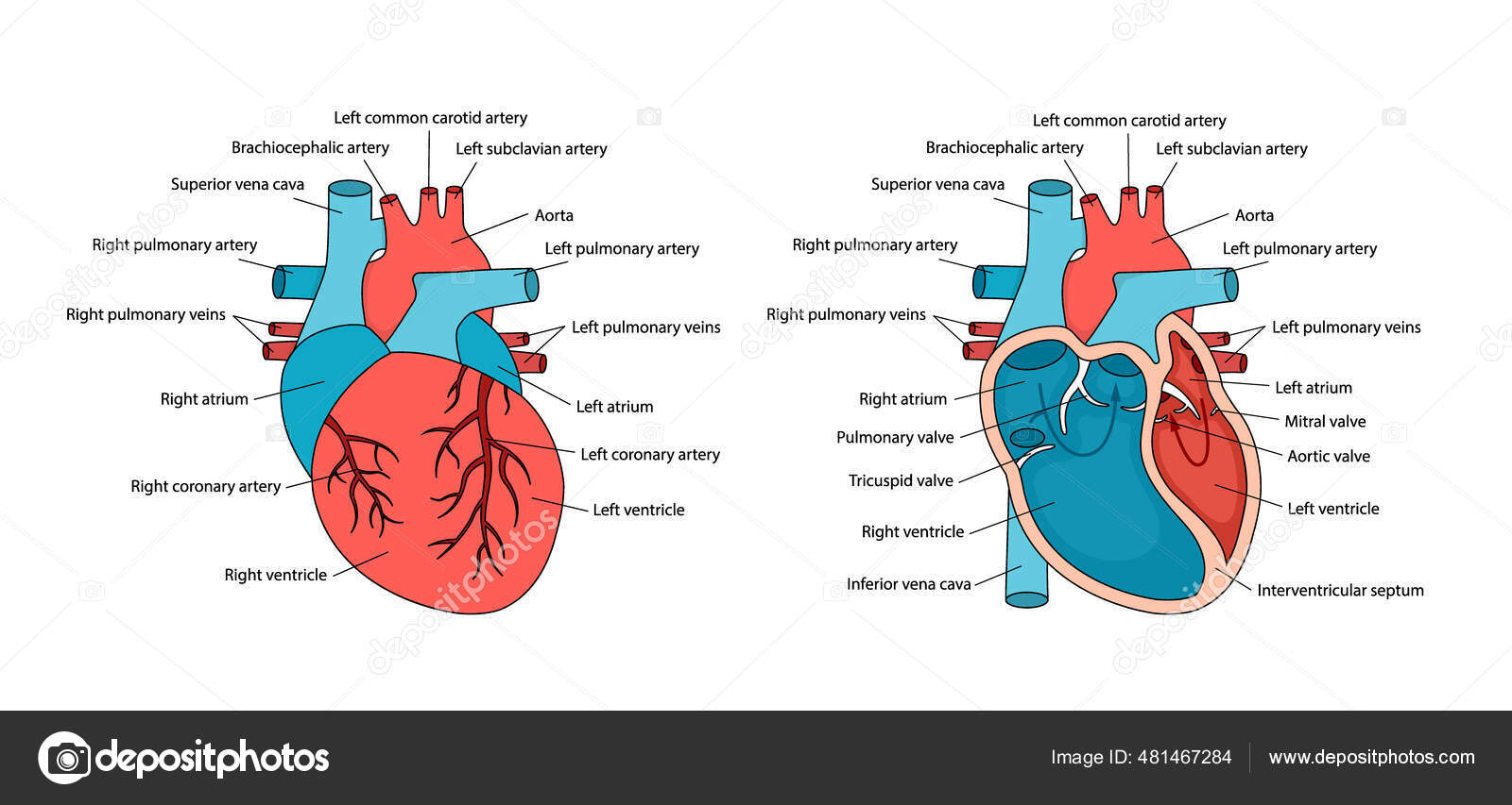 Visual Anatomy 視覚解剖学