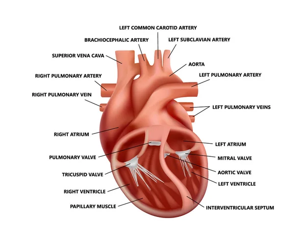 Gerçekçi kalp anatomisi ve tanımları. İnsan kalbi çiziminin diyagramı. — Stok Vektör