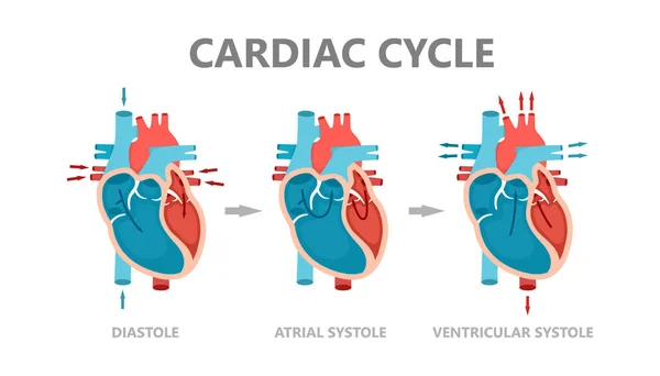 Fasi del ciclo cardiaco - diastole, sistole atriali e diastole atriali. Circolazione del sangue attraverso il cuore. Anatomia del cuore umano con flusso sanguigno. — Vettoriale Stock