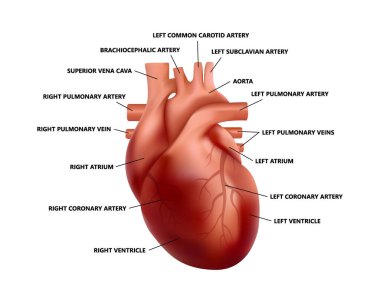 Açıklamalı gerçekçi kalp anatomisi. İnsan kalbi çiziminin diyagramı.
