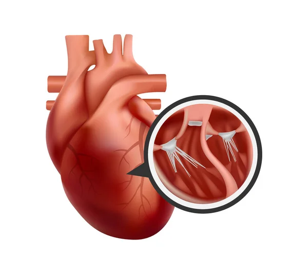 Трехмерное человеческое сердце с крупным планом. Реалистичная иллюстрация сердца — стоковый вектор