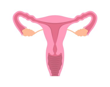 Beyaz arkaplanda kadın üreme sisteminin kesme görüntüsü