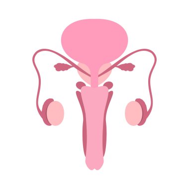 Beyaz arka planda renkli erkek üreme sistemi. Anatomik olarak doğru erkek üreme organı çizimi.