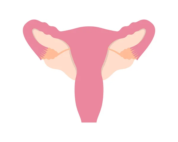 Barevný zdravý ženský reprodukční systém na bílém pozadí — Stockový vektor