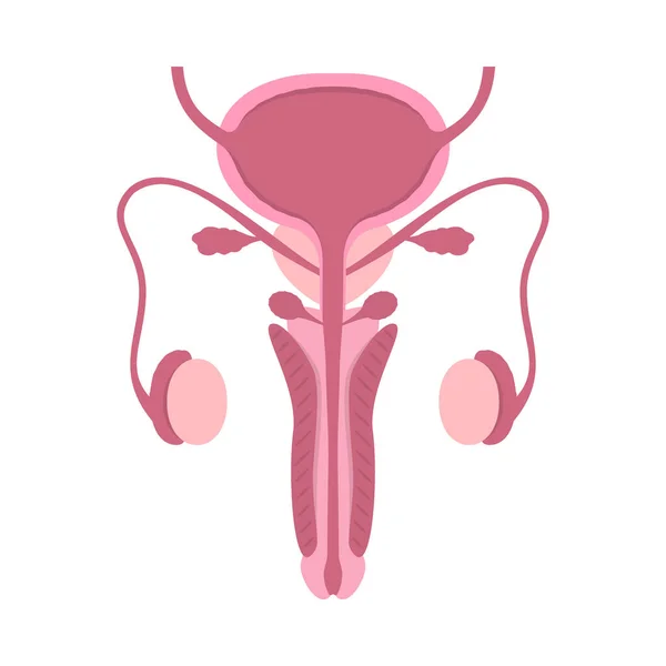 Mužský reprodukční systém s odříznutým pohledem na bílém pozadí. Vzdělávací obsah pro lékařské univerzity a vysoké školy. — Stockový vektor