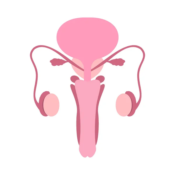 Барвиста чоловіча репродуктивна система людини на білому тлі. Анатомічно правильна ілюстрація чоловічого репродуктивного органу . — стоковий вектор
