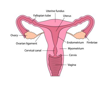 Beyaz arka planda organların betimlendiği kadın üreme sisteminin kesme görüntüsü