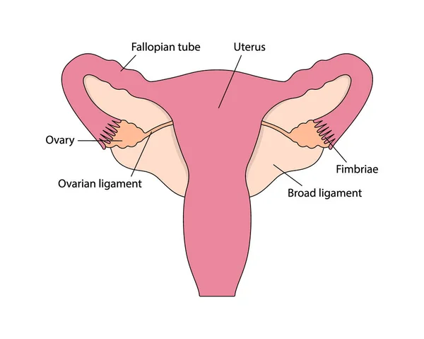Барвисте зображення здорової жіночої репродуктивної системи людини з іменами органів на білому тлі — стоковий вектор