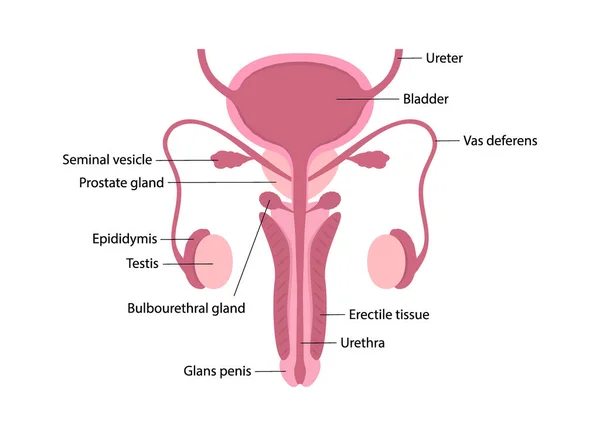 Барвиста чоловіча репродуктивна система людини з описом органів — стоковий вектор