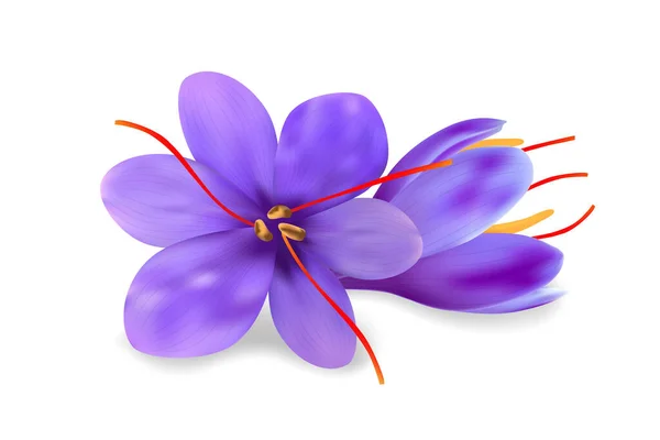 Realistic purple saffron flowers with long pestles and gentle petals isolated on white background. Vector tropical plants illustration.