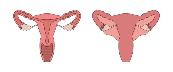 Жіноча репродуктивна система людини на білому тлі. Концепція гінекології Векторний дизайн . — стоковий вектор