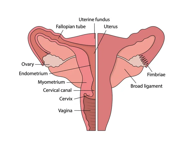 Діаграма жіночої репродуктивної системи людини з іменами органів на білому тлі — стоковий вектор