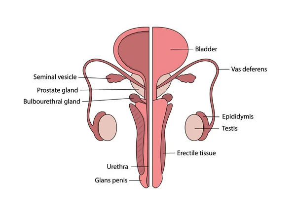 흰색 배경에 영어로 묘사되어 있는 선제후 남성 생식 체계 — 스톡 벡터