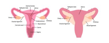 Beyaz arka plan eğitim içeriğinde tanımlı kadın insan üreme sistemi