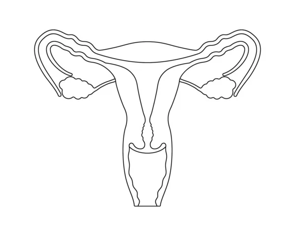 Женская репродуктивная система в линейном стиле. Анатомически корректные женские половые органы. Медицинское образование — стоковый вектор