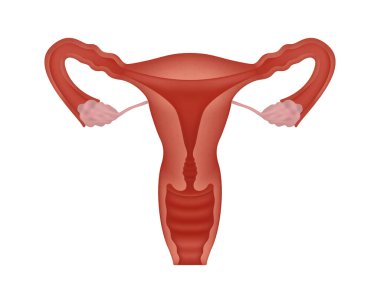 Gerçekçi kadın üreme sistemi kesme görüşü. Beyaz arka planda anatomik olarak doğru dişi üreme sistemi.