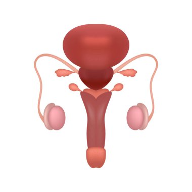 Beyaz arka planda gerçekçi erkek üreme sistemi. Tıp fakültesi ve üniversite için eğitim içeriği.