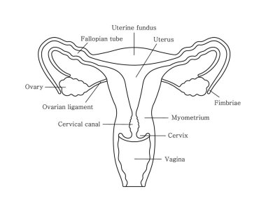 Dişi üreme sistemi hizada. Organların tanımlarına sahip üreme sistemi
