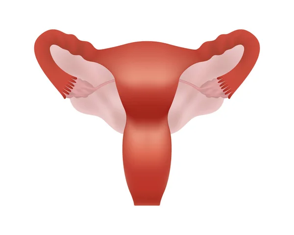 Sistema riproduttivo umano femminile realistico su sfondo bianco. Sistema riproduttivo femminile anatomicamente corretto. — Vettoriale Stock