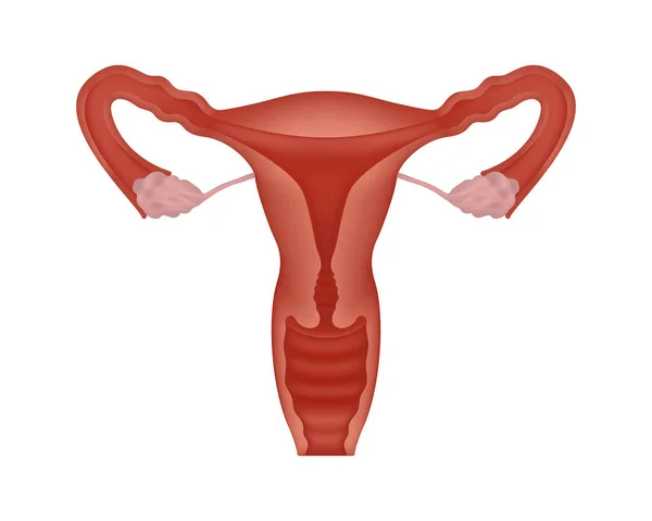 Cut-away vista realistico sistema riproduttivo femminile umano. Sistema riproduttivo femminile anatomicamente corretto su sfondo bianco. — Vettoriale Stock