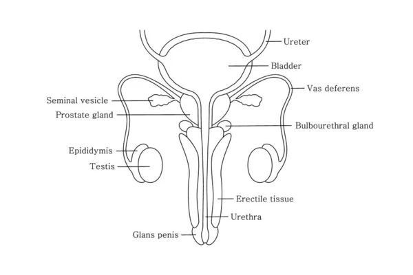 Чоловіча репродуктивна система в стилі лінії з вирізаним видом. Чоловічі репродуктивні органи з описами — стоковий вектор