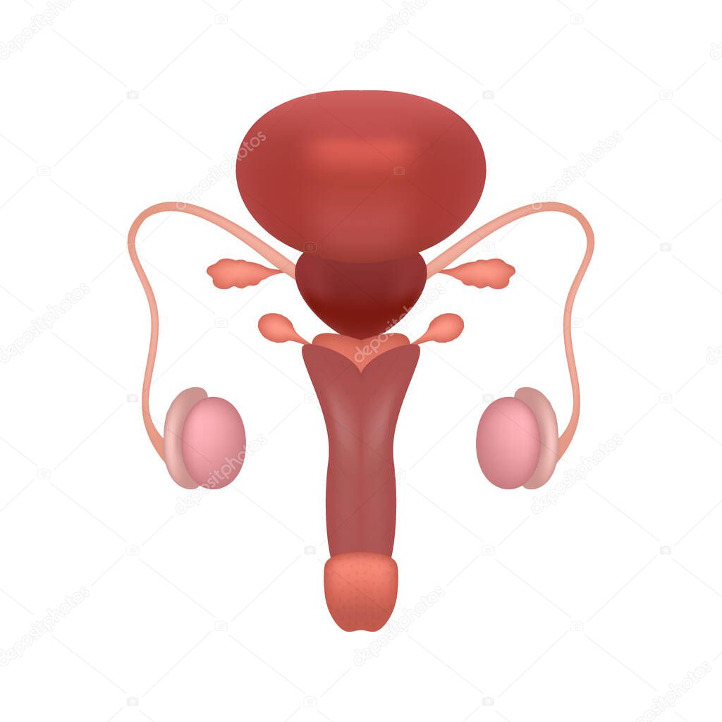 Realistic male human reproductive system on white background. Educational content for medical university and college.