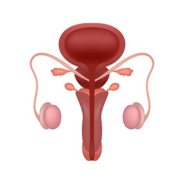 Kesik görüşlü gerçekçi erkek üreme sistemi. Anatomik olarak erkek üreme organları doğru. Tıp fakültesi ve üniversite için eğitim içeriği