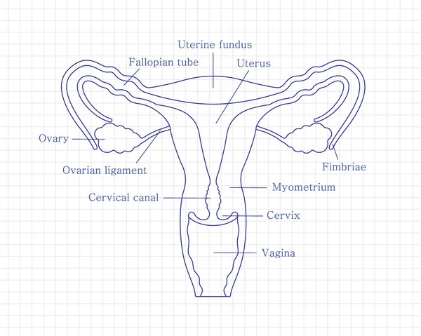Жіноча репродуктивна система з розрізаним видом. Діаграма з репродуктивною системою з описом органів — стоковий вектор