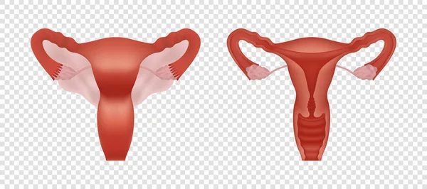 Illustrazione realistica del sistema riproduttivo umano femminile isolata su sfondo trasparente. Sistema riproduttivo con sezione trasversale e vista intera. — Vettoriale Stock