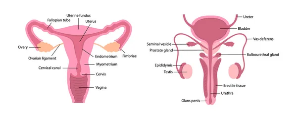 Sistemas reproductivos masculinos y femeninos vectoriales con descripción de las partes sobre fondo blanco — Vector de stock