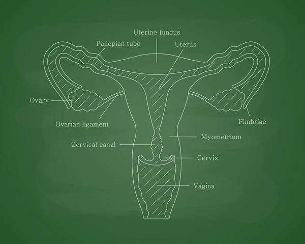 Órgano reproductor femenino anatómicamente correcto en una junta escolar verde. Sistema reproductivo humano femenino. Contenido educativo para la universidad médica — Vector de stock