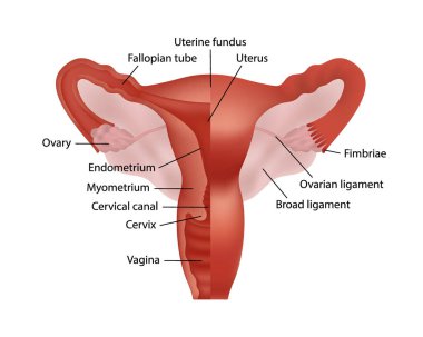 Kadın üreme sisteminin gerçekçi bir şekilde bembeyaz arka plan kesiti görüntüsü ve tüm organların tanımlanması.