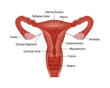 Kadın üreme sisteminin gerçekçi diyagramı. Beyaz arka planda organların isimleri var.