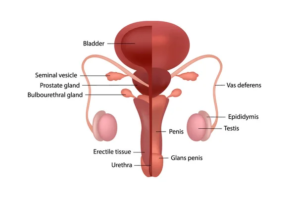 Чоловіча репродуктивна система з іменами органів англійською мовою на білому тлі. — стоковий вектор