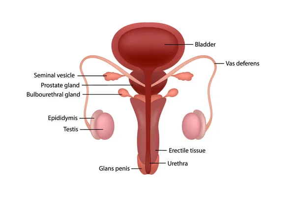 Відрізана діаграма чоловічої людської репродуктивної системи з описом в англійській — стоковий вектор