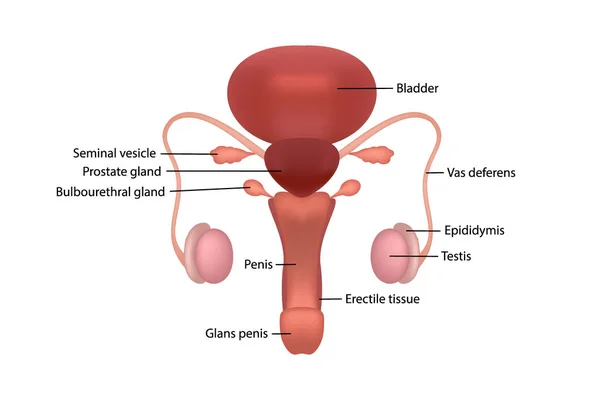 Sistema reproductor humano masculino con descripción de órganos sobre fondo blanco — Vector de stock