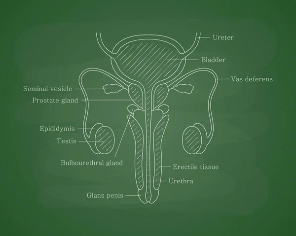 Чоловіча репродуктивна система людини на зеленій шкільній дошці. Анатомічно правильні чоловічі репродуктивні органи. Медичний освітній контент — стоковий вектор
