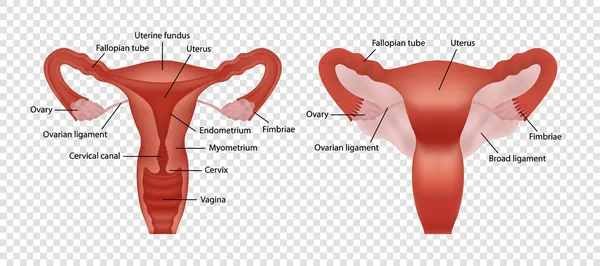 Kadın üreme sisteminin gerçekçi bir görüntüsü. Açıklaması şeffaf arka planda izole edilmiş.
